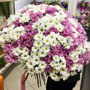 Букет цветов из 101 хризантемы "Микс"